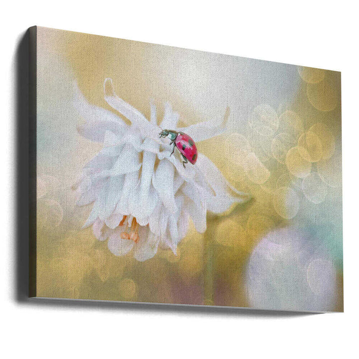 Red Ladybug White Bloom - Floral Photographic Stretched Canvas Poster or Fine Art Print