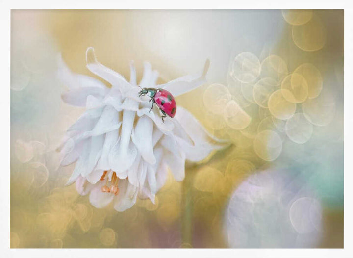 Red Ladybug White Bloom - Floral Photographic Stretched Canvas Poster or Fine Art Print