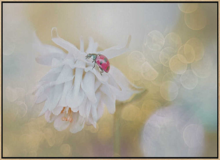 Red Ladybug White Bloom - Floral Photographic Stretched Canvas Poster or Fine Art Print