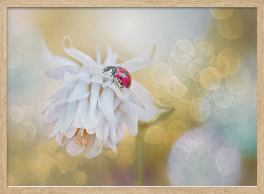 Red Ladybug White Bloom - Floral Photographic Stretched Canvas Poster or Fine Art Print