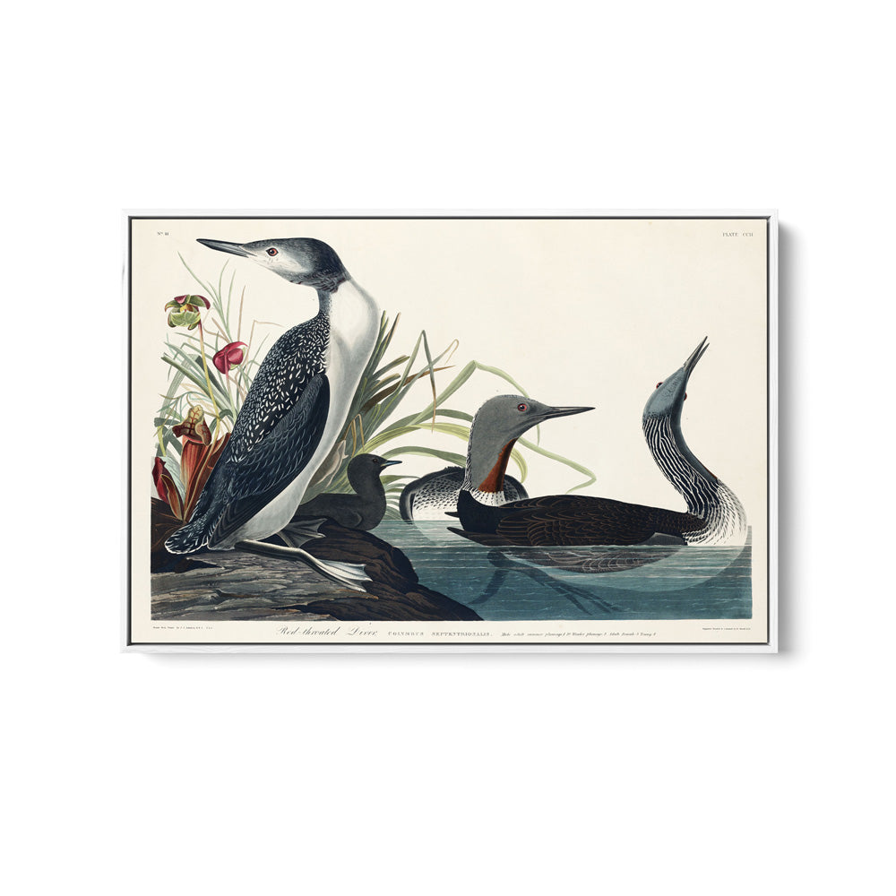 Red Throated Diver by John Woodhouse Audubon - American Natural History Stretched Canvas or Art Print