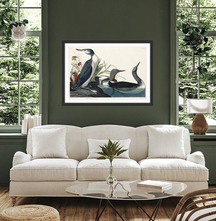 Red Throated Diver by John Woodhouse Audubon - American Natural History Stretched Canvas or Art Print