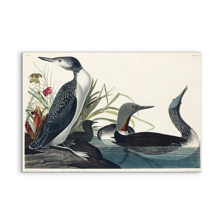 Red Throated Diver by John Woodhouse Audubon - American Natural History Stretched Canvas or Art Print