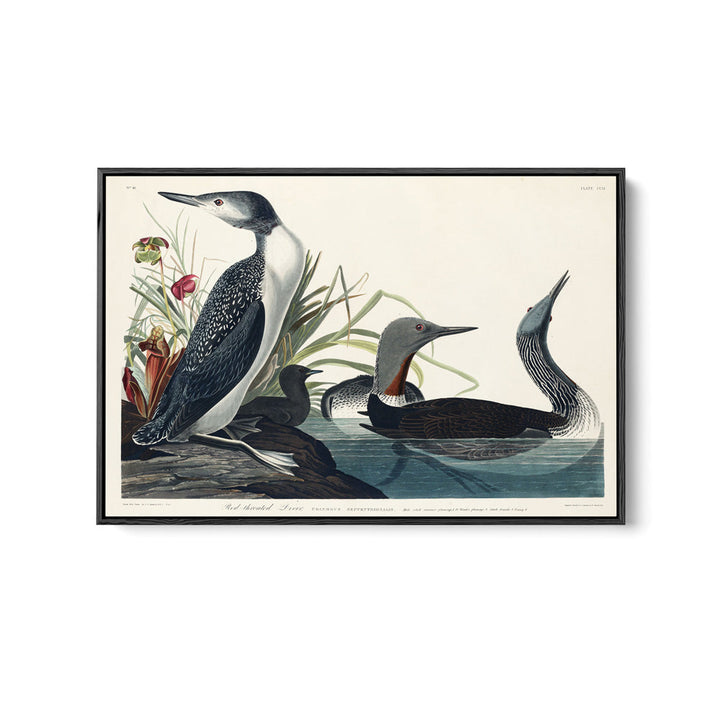 Red Throated Diver by John Woodhouse Audubon - American Natural History Stretched Canvas or Art Print
