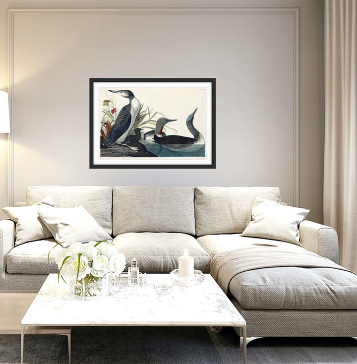 Red Throated Diver by John Woodhouse Audubon - American Natural History Stretched Canvas or Art Print