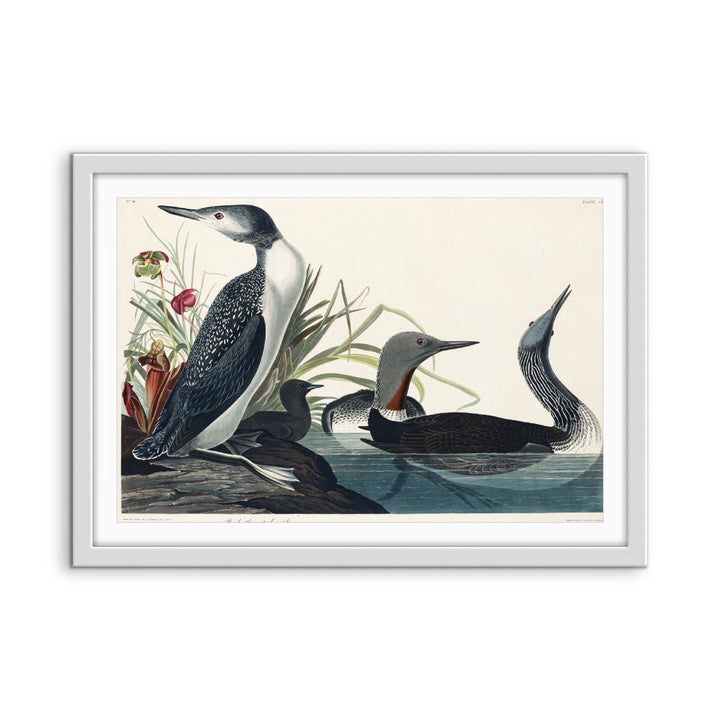 Red Throated Diver by John Woodhouse Audubon - American Natural History Stretched Canvas or Art Print