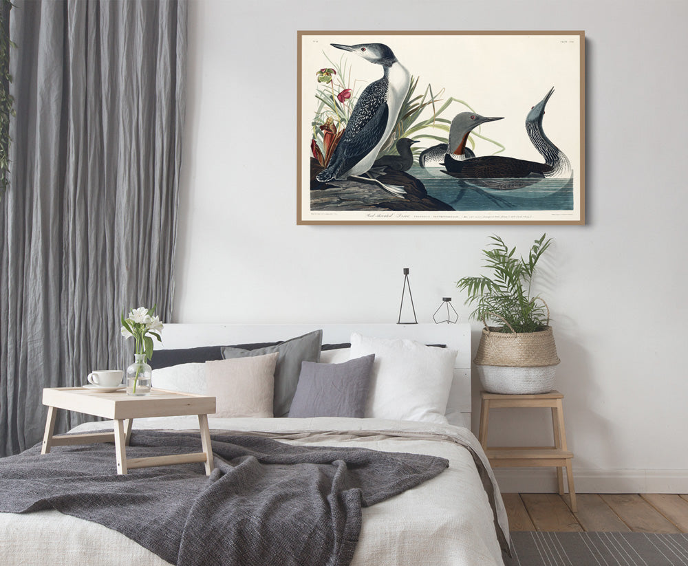 Red Throated Diver by John Woodhouse Audubon - American Natural History Stretched Canvas or Art Print