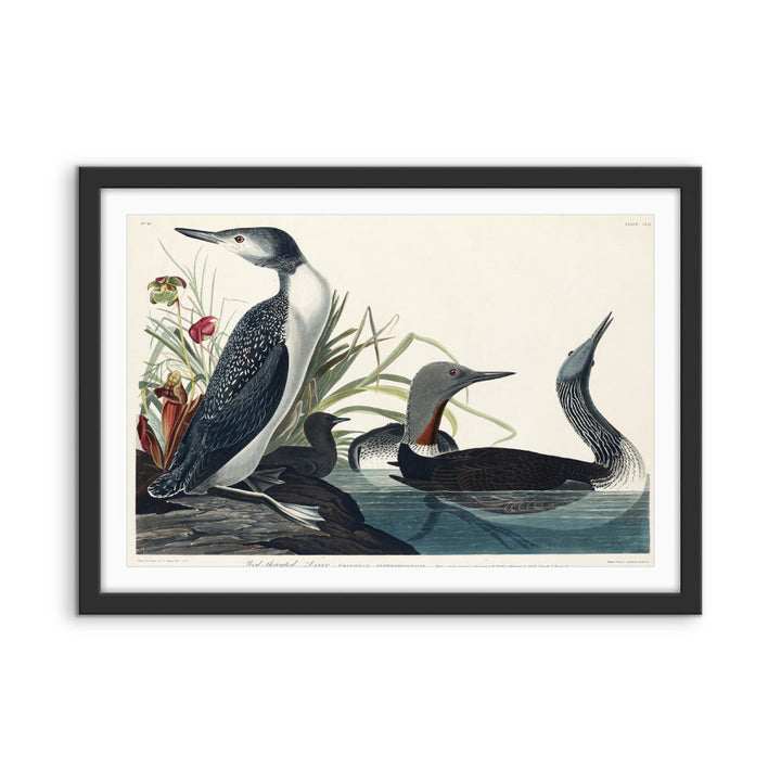 Red Throated Diver by John Woodhouse Audubon - American Natural History Stretched Canvas or Art Print