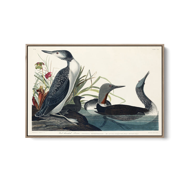 Red Throated Diver by John Woodhouse Audubon - American Natural History Stretched Canvas or Art Print