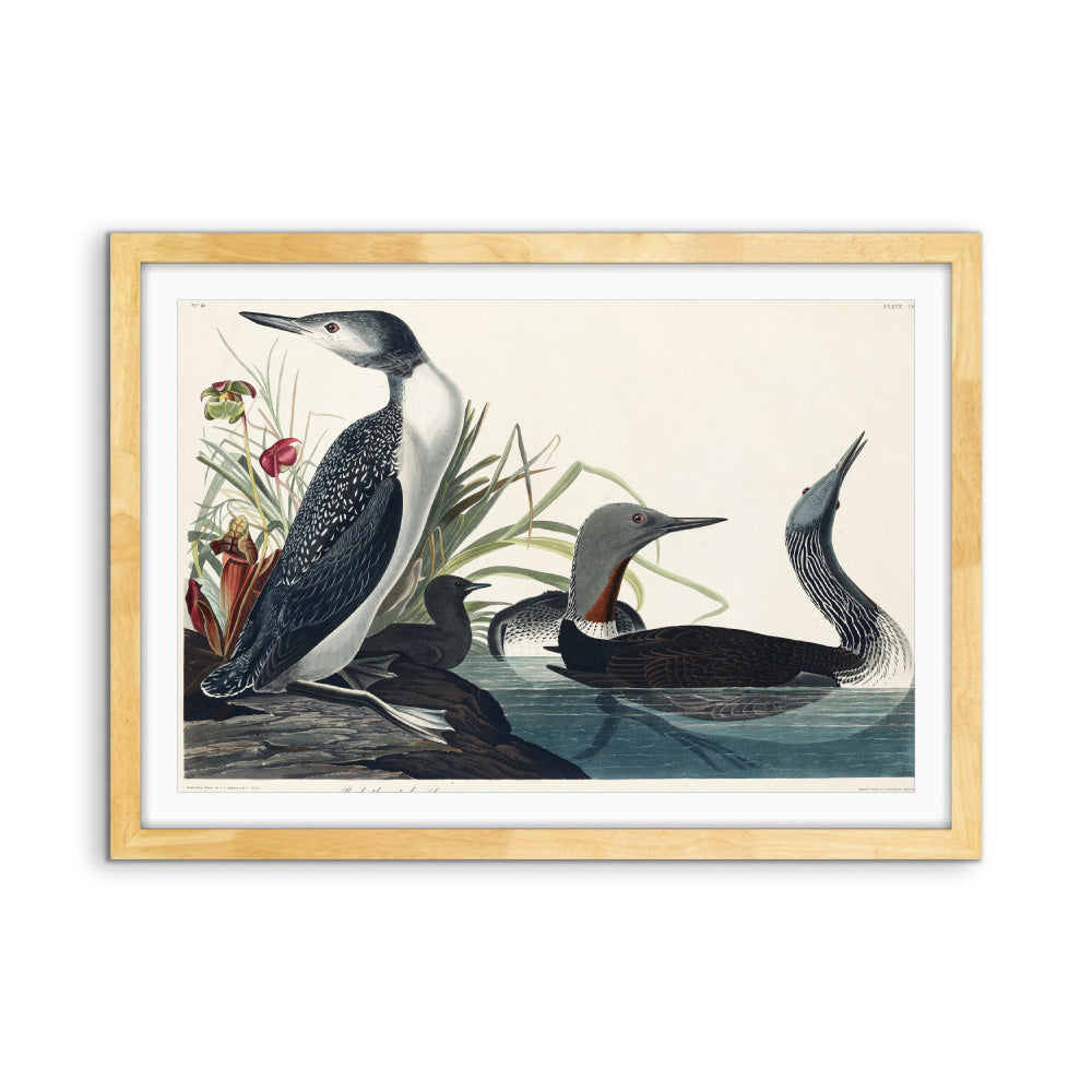 Red Throated Diver by John Woodhouse Audubon - American Natural History Stretched Canvas or Art Print