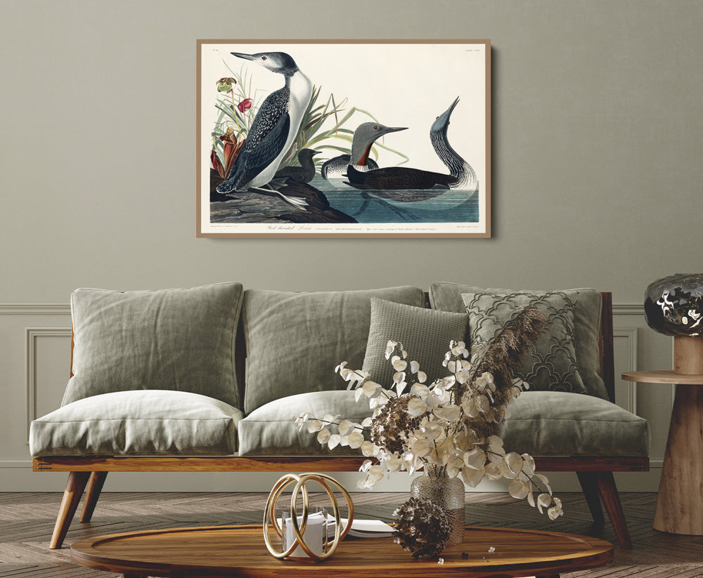 Red Throated Diver by John Woodhouse Audubon - American Natural History Stretched Canvas or Art Print
