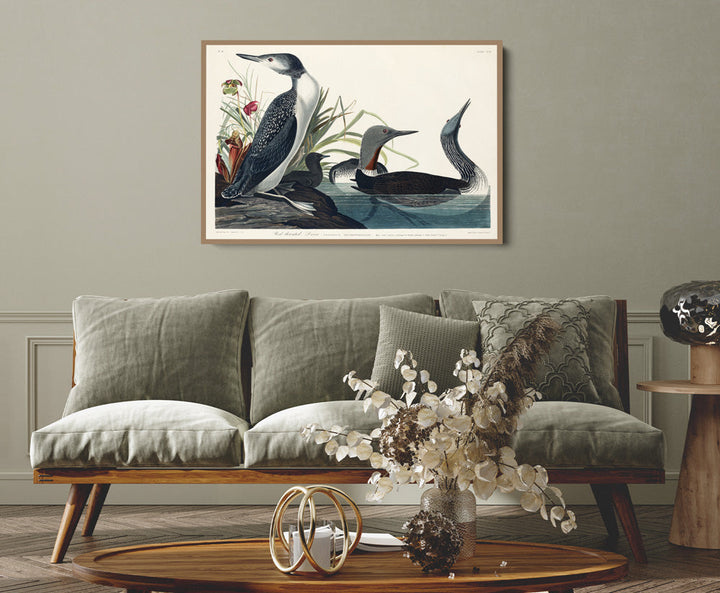Red Throated Diver by John Woodhouse Audubon - American Natural History Stretched Canvas or Art Print