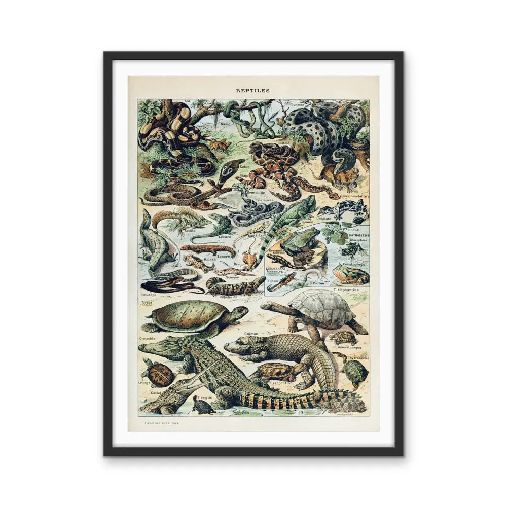 Reptiles Vintage Scientific Chart - Stretched Canvas Print or Framed Fine Art Print - Artwork I Heart Wall Art Australia