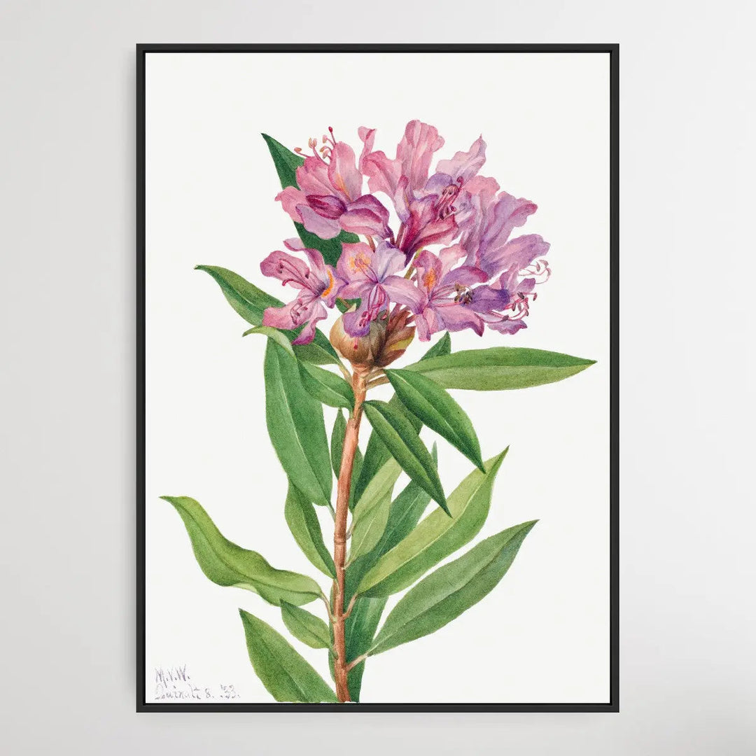 Rhododendron californicum (1933) by Mary Vaux Walcott I Heart Wall Art Australia 