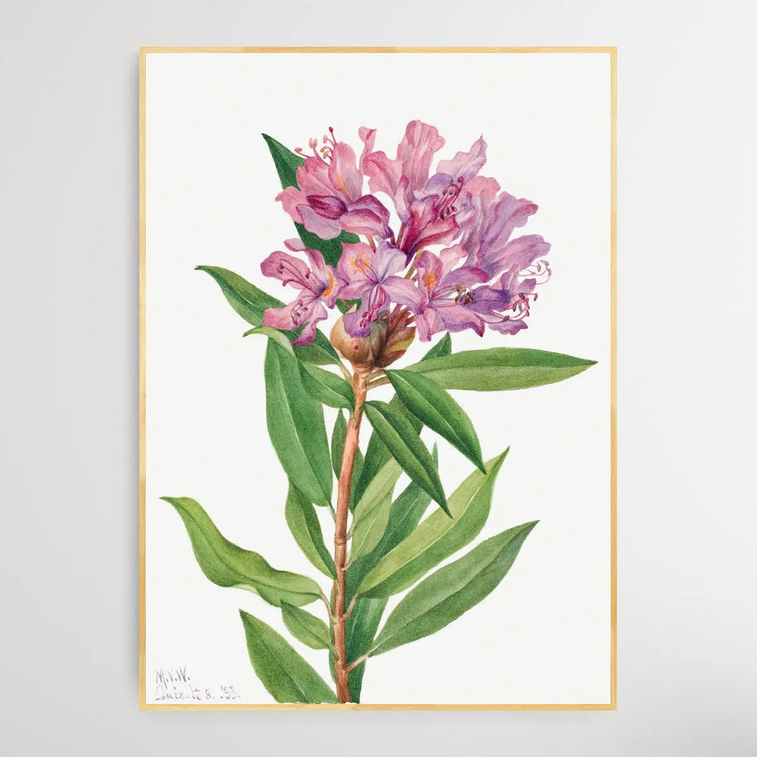 Rhododendron californicum (1933) by Mary Vaux Walcott I Heart Wall Art Australia 