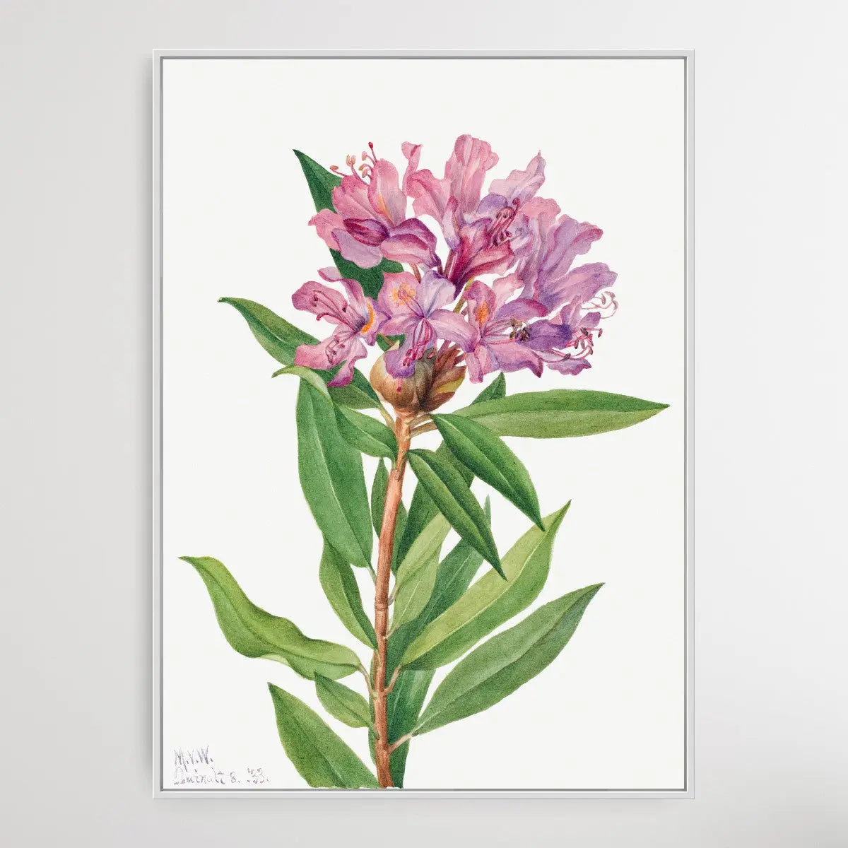 Rhododendron californicum (1933) by Mary Vaux Walcott I Heart Wall Art Australia 