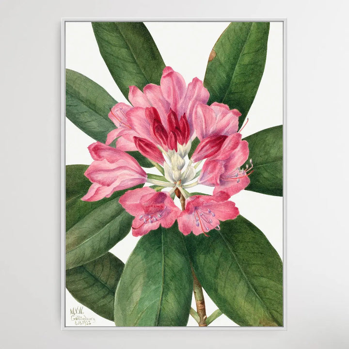 Copy of Rhododendron carolinianum (1932) by Mary Vaux Walcott I Heart Wall Art Australia 