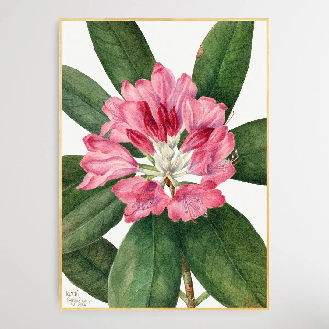 Copy of Rhododendron carolinianum (1932) by Mary Vaux Walcott I Heart Wall Art Australia 