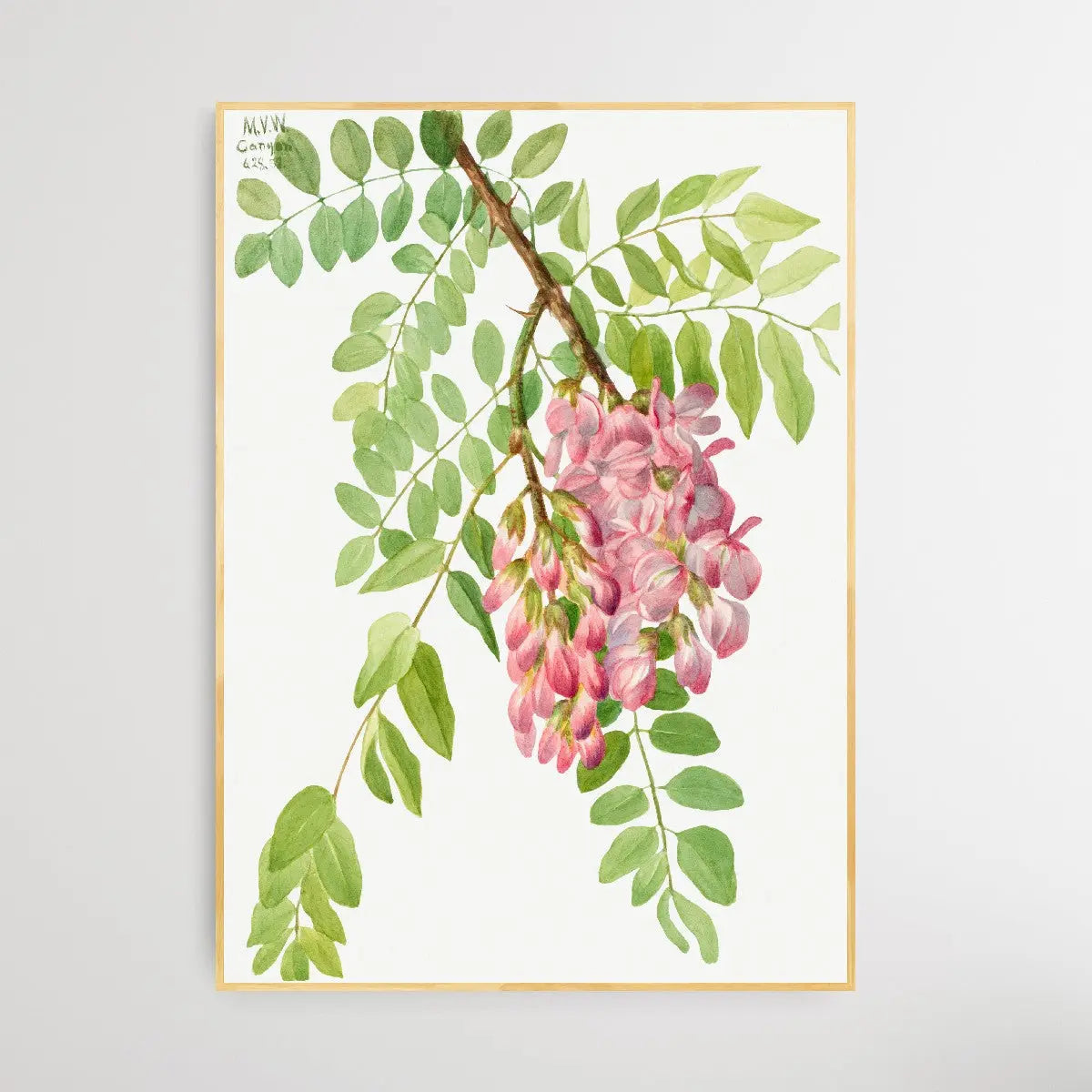 Robinia Neomexicana (1938) by Mary Vaux Walcott I Heart Wall Art Australia 