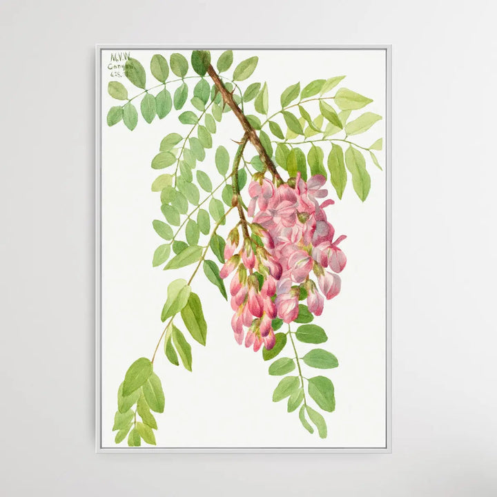 Robinia Neomexicana (1938) by Mary Vaux Walcott I Heart Wall Art Australia 