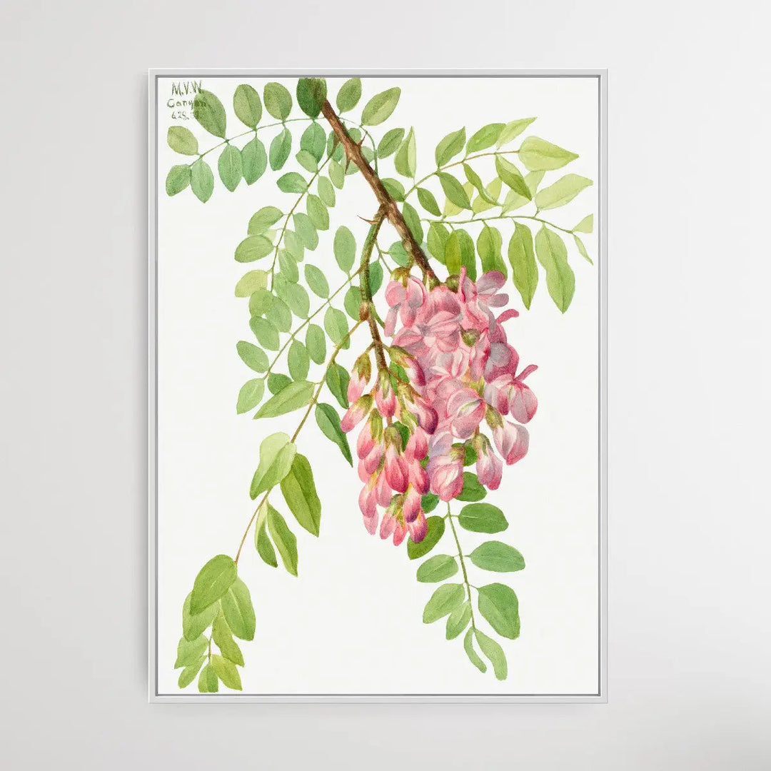 Robinia Neomexicana (1938) by Mary Vaux Walcott I Heart Wall Art Australia 