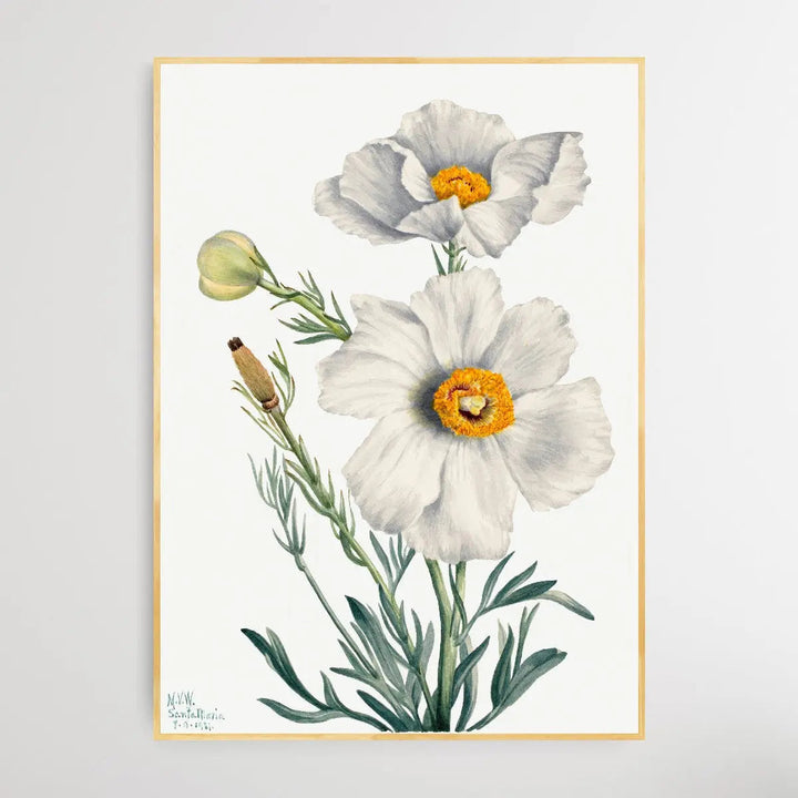 Rhododendron carolinianum (1932) by Mary Vaux Walcott I Heart Wall Art Australia 