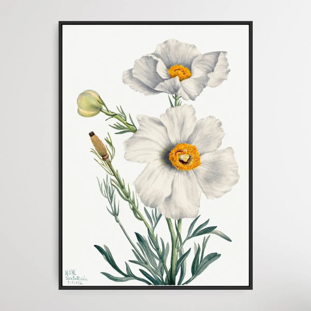 Rhododendron carolinianum (1932) by Mary Vaux Walcott I Heart Wall Art Australia 