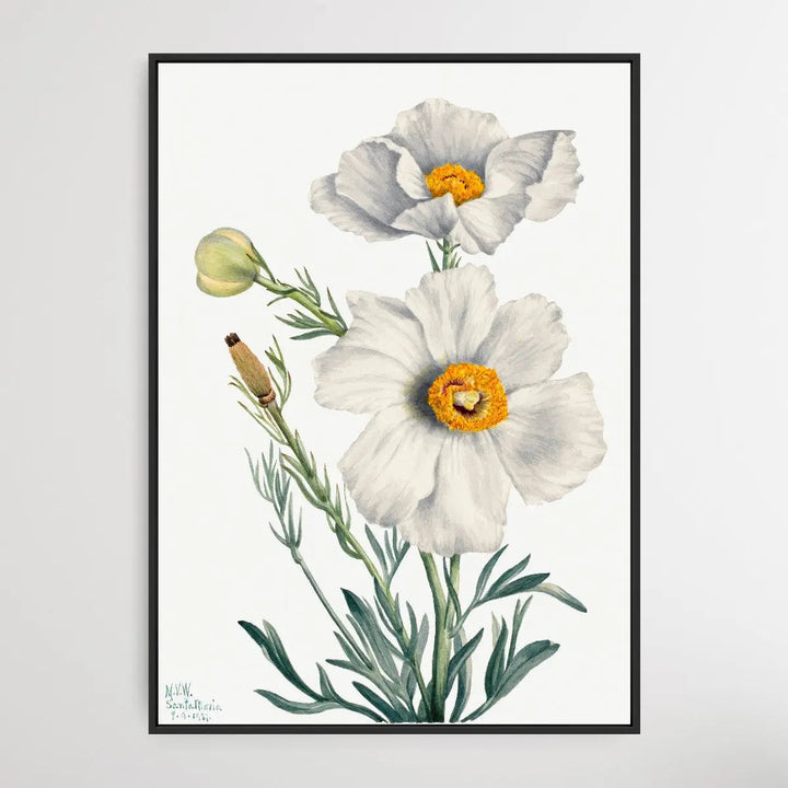 Rhododendron carolinianum (1932) by Mary Vaux Walcott I Heart Wall Art Australia 