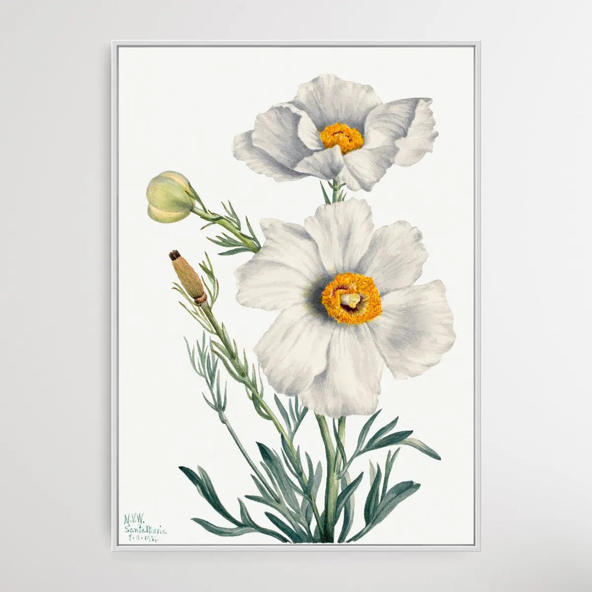 Rhododendron carolinianum (1932) by Mary Vaux Walcott I Heart Wall Art Australia 