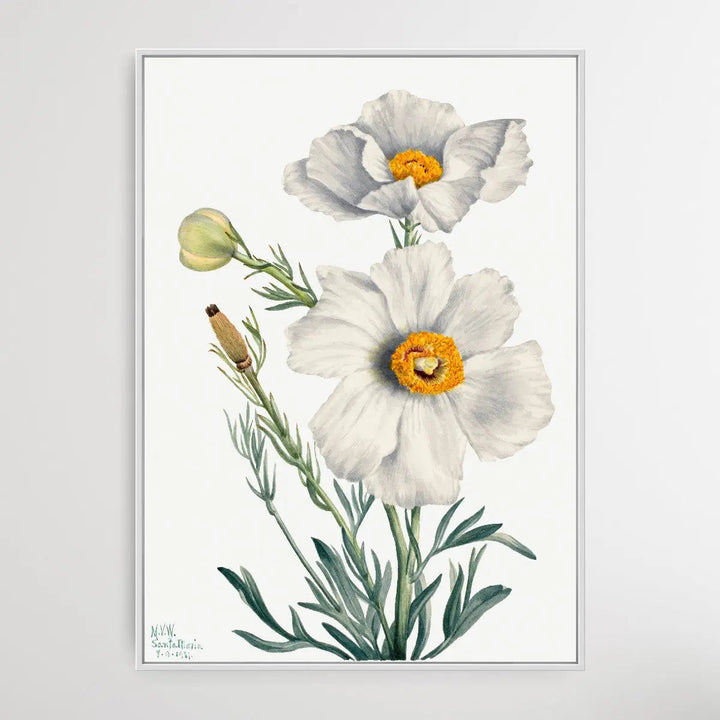 Rhododendron carolinianum (1932) by Mary Vaux Walcott I Heart Wall Art Australia 