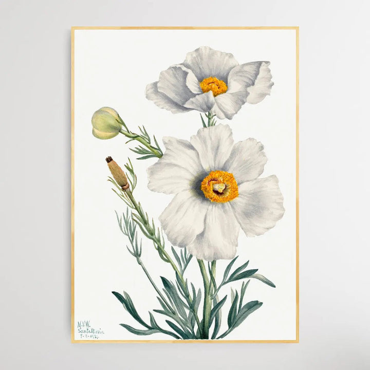 Rhododendron carolinianum (1932) by Mary Vaux Walcott I Heart Wall Art Australia 