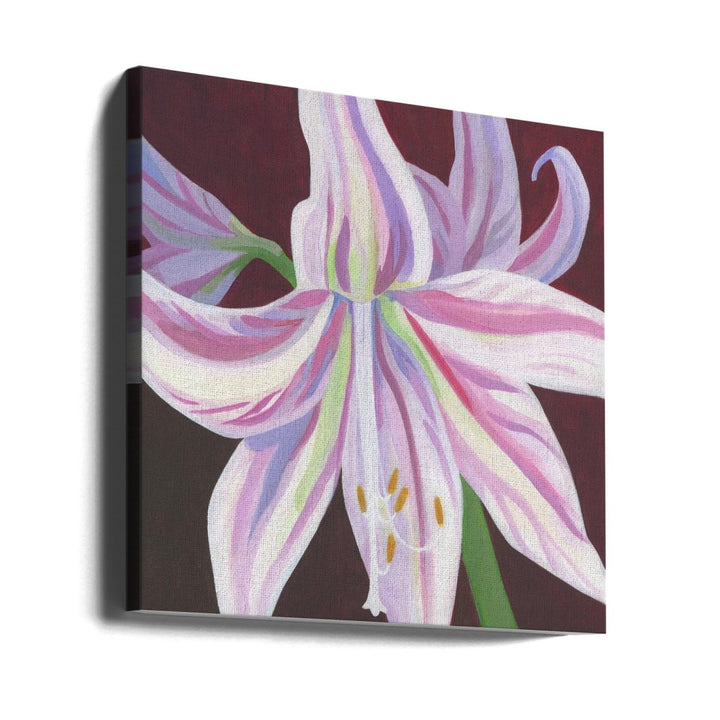 Rosa Amaryllis - Square Stretched Canvas, Poster or Fine Art Print - I Heart Wall Art - Poster Print, Canvas Print or Framed Art Print