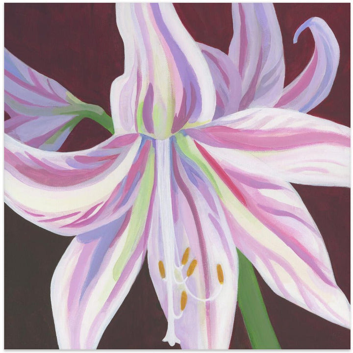 Rosa Amaryllis - Square Stretched Canvas, Poster or Fine Art Print - I Heart Wall Art - Poster Print, Canvas Print or Framed Art Print