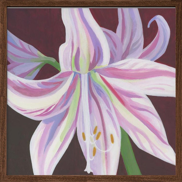 Rosa Amaryllis - Square Stretched Canvas, Poster or Fine Art Print - I Heart Wall Art - Poster Print, Canvas Print or Framed Art Print