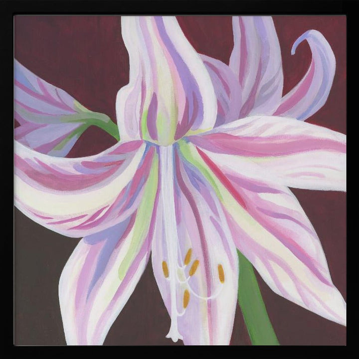 Rosa Amaryllis - Square Stretched Canvas, Poster or Fine Art Print - I Heart Wall Art - Poster Print, Canvas Print or Framed Art Print