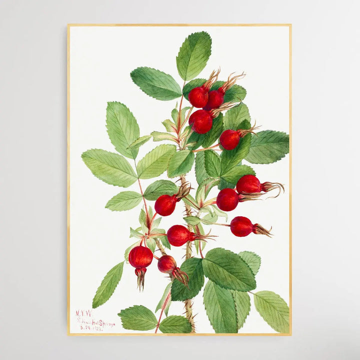Rosa Bourgeauiana (1920) by Mary Vaux Walcott I Heart Wall Art Australia 