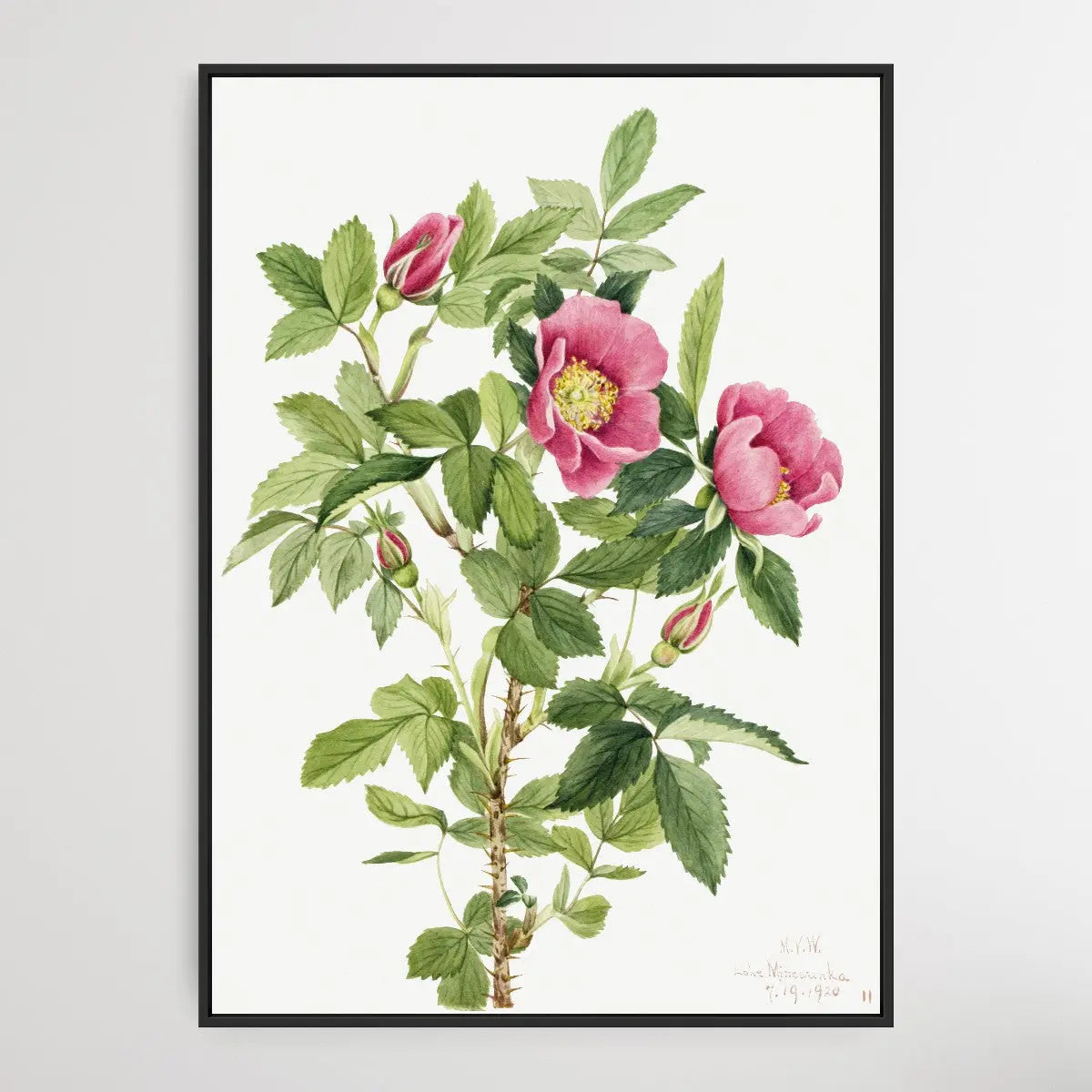 Rosa bourgeauiana (1920) by Mary Vaux Walcott I Heart Wall Art Australia 