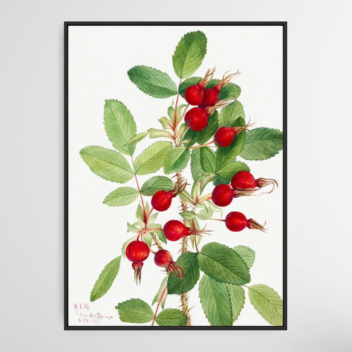 Rosa Bourgeauiana (1920) by Mary Vaux Walcott I Heart Wall Art Australia 