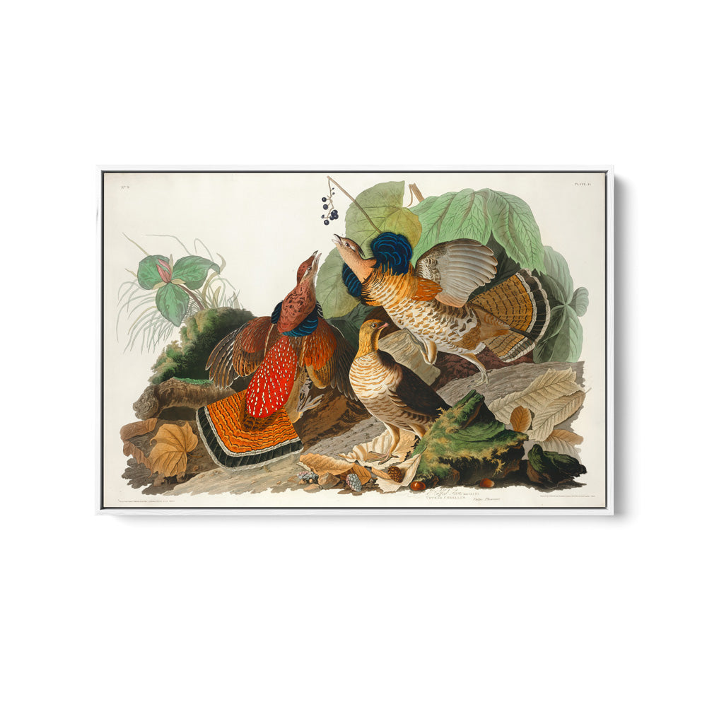 Ruffled Grouse by John James Audubon - American Natural History Stretched Canvas or Art Print