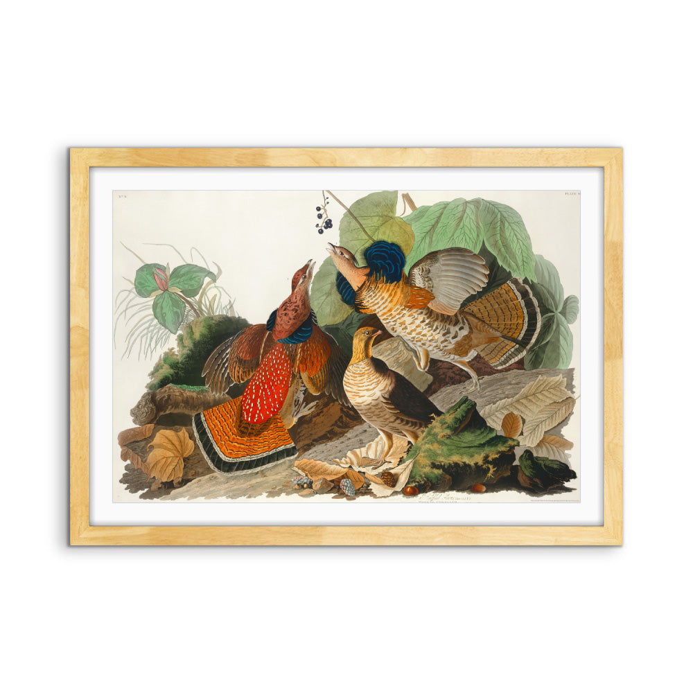 Ruffled Grouse by John James Audubon - American Natural History Stretched Canvas or Art Print