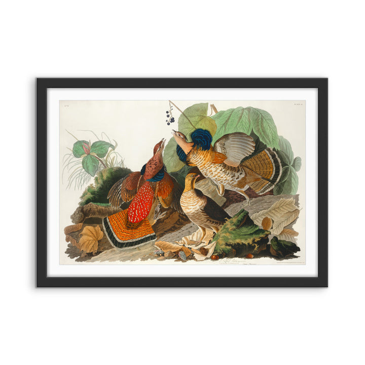 Ruffled Grouse by John James Audubon - American Natural History Stretched Canvas or Art Print