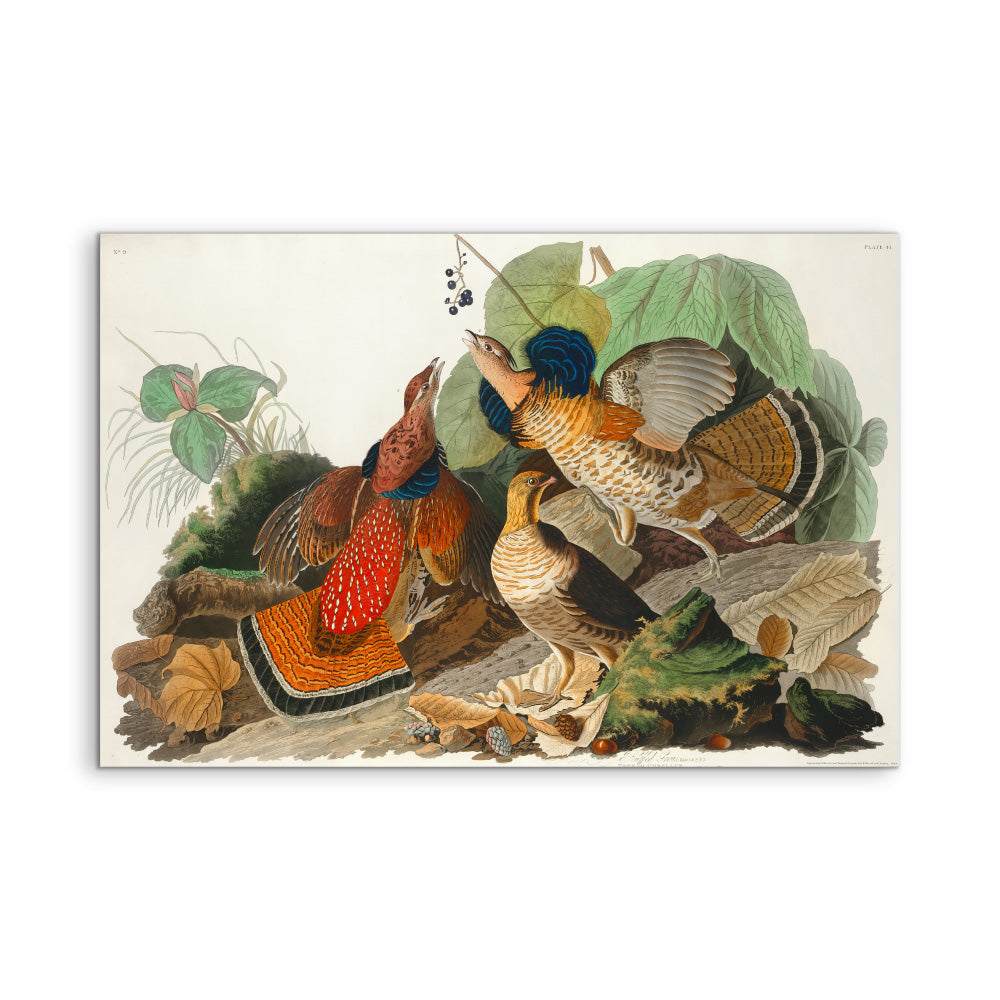 Ruffled Grouse by John James Audubon - American Natural History Stretched Canvas or Art Print