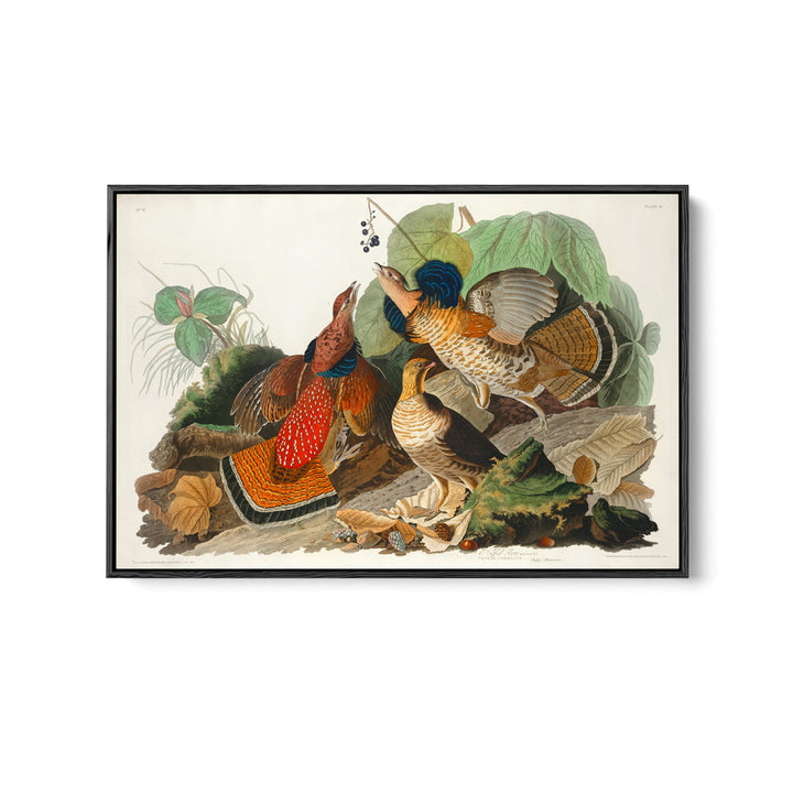 Ruffled Grouse by John James Audubon - American Natural History Stretched Canvas or Art Print