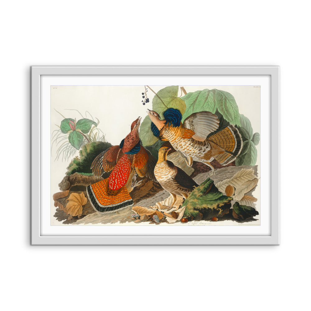 Ruffled Grouse by John James Audubon - American Natural History Stretched Canvas or Art Print