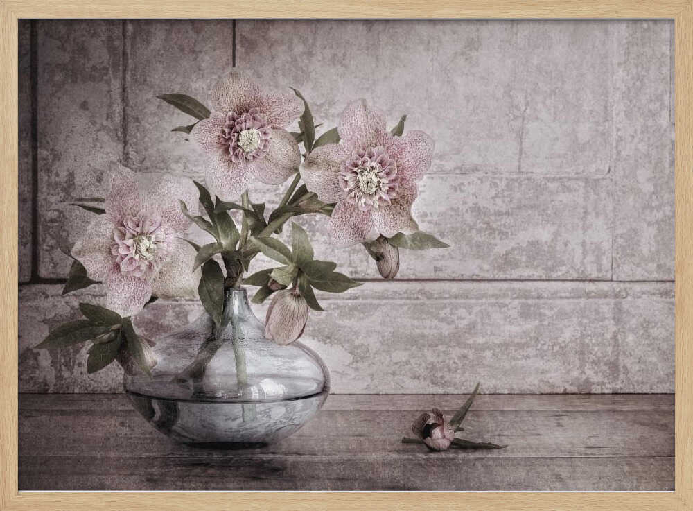 Rustic Hellebore Still Life - Floral Photographic Stretched Canvas Poster or Fine Art Print