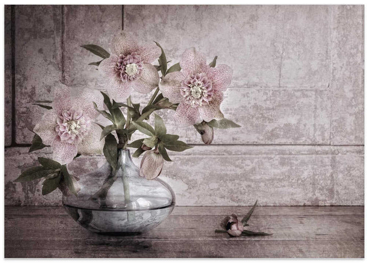 Rustic Hellebore Still Life - Floral Photographic Stretched Canvas Poster or Fine Art Print
