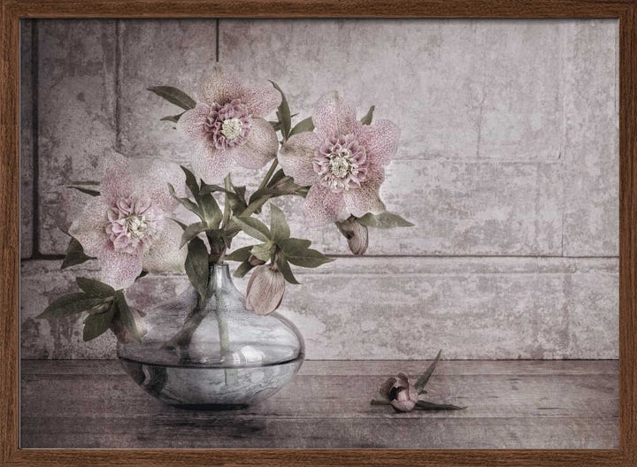 Rustic Hellebore Still Life - Floral Photographic Stretched Canvas Poster or Fine Art Print