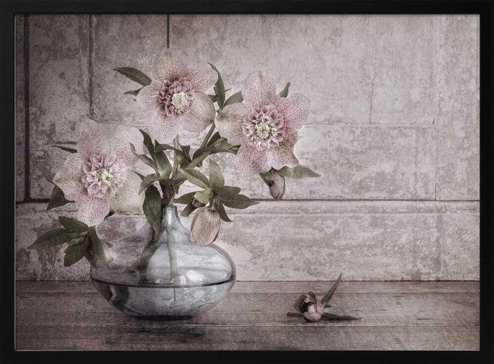 Rustic Hellebore Still Life - Floral Photographic Stretched Canvas Poster or Fine Art Print