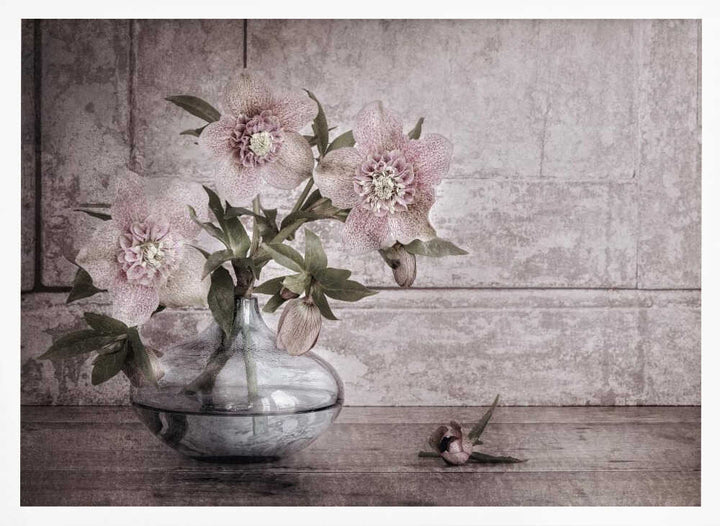 Rustic Hellebore Still Life - Floral Photographic Stretched Canvas Poster or Fine Art Print