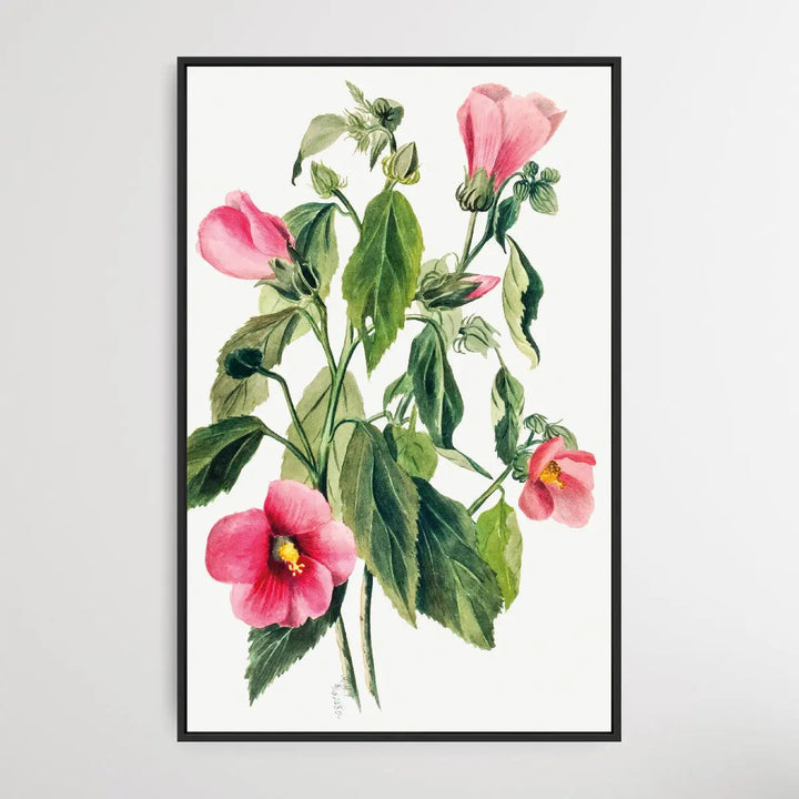 Sabbatia Angularis (1880) by Mary Vaux Walcott I Heart Wall Art Australia 